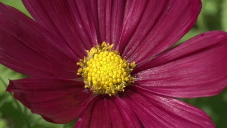 Cosmos,-Cosmini-Red,-closeup-of-flower.-UK
