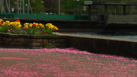 Kirschblütenblätter-Fliegen-Im-Wind-Und-Fallen-Auf-Die-Fußgängerstraße-In-Der-Nähe-Des-Meeres