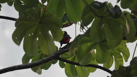 Rückansicht-Des-Swainson-Tukan-Auf-Einem-Waldbaum-In-Costa-Rica