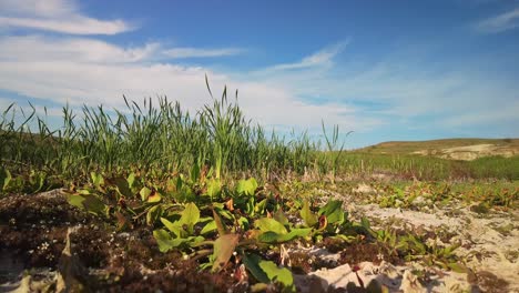 Una-Playa-De-Arena-Cubierta-De-Abundantes-Plantas-Verdes,-Creando-Un-Paisaje-Exuberante-Y-Vibrante