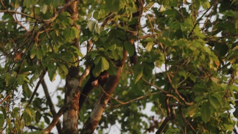 Mono-Aullador-Trepando-A-Un-árbol-En-El-Bosque-Costarricense