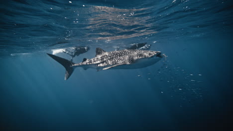 Full-body-view-of-whale-shark-in-slow-motion-with-school-of-fish-around-entrance-of-mouth