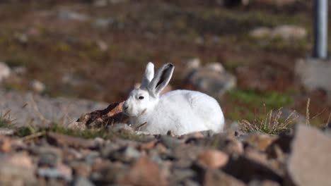 Arctic-Hare,-Wild-White-Rabbit-in-Landscape-of-Greenland-on-Sunny-Day