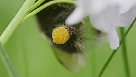 Makro-Zeigt-Pollenkorb-Mit-Pollen-Auf-Hummel-Beladen