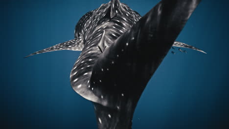 Tilt-up-across-tail-fin-spots-swimming-of-whale-shark-in-slow-motion