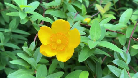 Bright-yellow-flower-in-green-foliage,-showcasing-nature's-vibrant-beauty
