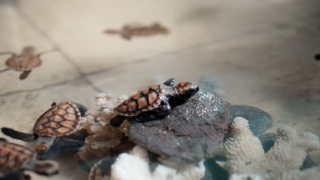 Hawksbill-hatchlings-swim-around-coral-pieces-and-rocks-in-tank-of-sanctuary