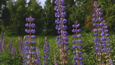Blue-Lupins-flowering-in-a-meadow.-Spring.-UK