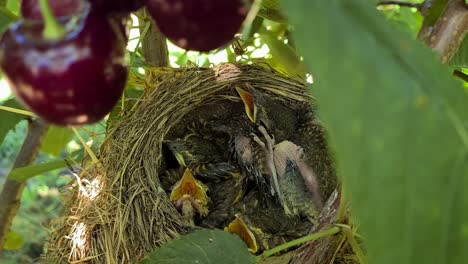 Küken-Vogelbabys-In-Einem-Nest-Auf-Einem-Kirschbaum