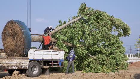 Grúa-Montada-En-Camión-Con-Un-árbol-Grande-Y-Maduro-Transportado,-En-El-Proceso-De-Trasplantar-Y-Replantar-El-árbol-En-Una-Nueva-Ubicación-Con-El-Uso-De-Una-Retroexcavadora