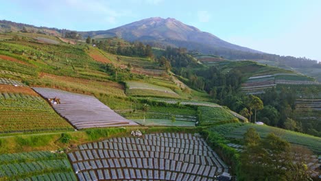 Aerial-orbit-netted-plantation-on-hill-in-front-of-Mountain-Sumbing-Indonesia