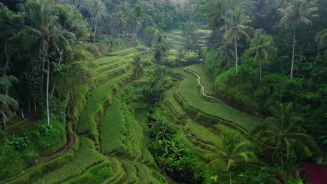 Rice-terrace-in-valley