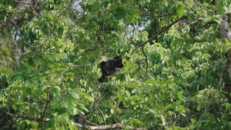 Mono-Aullador-Endémico-Trepando-A-Los-árboles-Dentro-De-La-Selva-Tropical-En-América-Del-Sur