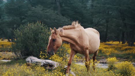 Schönes-Hellbraunes-Pferd,-Das-Im-Frühling-über-Gelbe-Feldblumen-Läuft