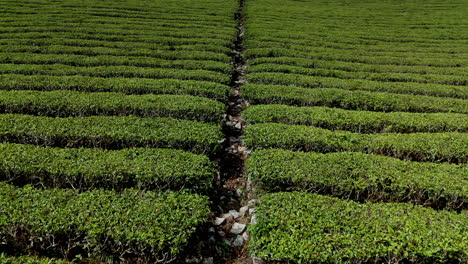 Hermosas-Plantas-De-Té