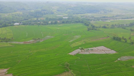 órbita-Panorámica-Aérea-Sobre-Un-Gran-Campo-De-Arroz-Agrícola-En-El-Valle-De-Indonesia