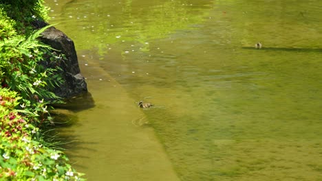 Lone-duckling-swimming-inside-green-pond
