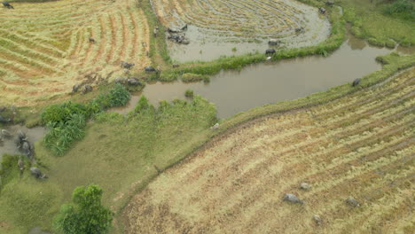 Aufspüren-Einer-Büffelherde-Im-Ländlichen-Vietnam,-Die-Die-Felder-Der-Bauerngemeinde-Zerstört