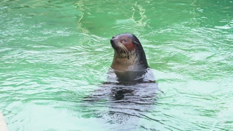 A-one-eye-rescue-sea-lion-or-fur-seal-seeking-for-attention-in-the-enclosure-and-swimming-away,-close-up-shot
