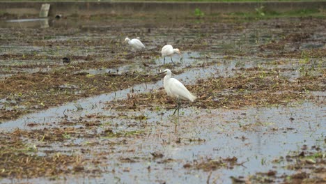 Little-egret,-egretta-garzetta-perched-on-the-harvested-paddy-fields,-surrounded-by-cattle-egrets-strides-across-the-agricultural-landscape,-wading-and-foraging-for-fallen-crops-and-insect-preys