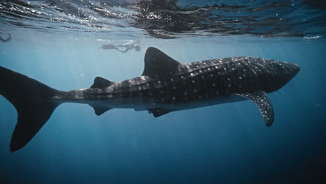 Full-body-view-from-head-to-tail-of-whale-shark-in-slow-motion-swimming-near-surface