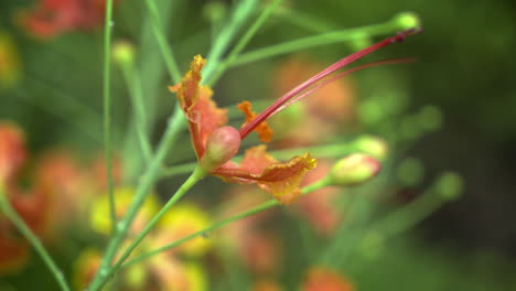 Nahaufnahme-Der-Flammenblume,-Einer-Roten-Blume-Mit-Gelbem-Rand,-Der-Caesalpinia-Pulcherrima-Blume-Oder-Rajamalli-Im-Naturgarten