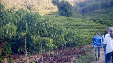 Female-plantation-colleagues,-crops-inspection,-coffee-farm-environment