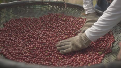 Kaffeeplantagenarbeiter-Sortieren-Kaffeebohnen,-Qualitätskontrollszene,-Nahaufnahme