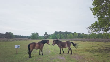 Zwei-Heideland-Wilde-Ponys-Aufbäumen-Und-Treten-Pferde-Spielen-Konfrontation
