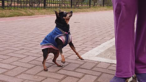 Ein-Minipinscher-Hund-In-Zeitlupe-Spielt-Mit-Seinem-Besitzer-Im-Städtischen-Grünen-Park-Und-Trägt-Einen-Pullover
