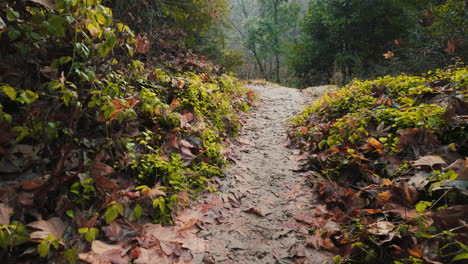 Cinematic-shot-moving-down-a-nature-hiking-trail-in-the-Santa-Cruz-Mountains-of-California
