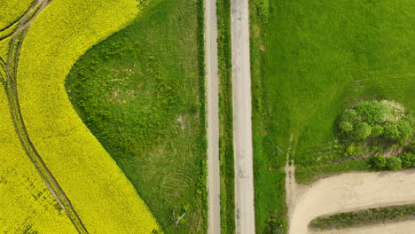Aerial-top-down-view-of-a-large-yellow-rapeseed-field-with-a-wind-turbine-in-the-background