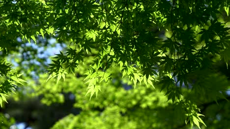 Beautiful-green-summer-maple-leaf-close-up-softly-waving-in-wind