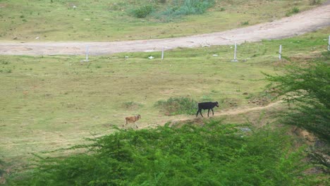 Gruppe-Von-Jungen-Kühen-Oder-Kälbern,-Die-Einen-Dorfweg-Im-Ländlichen-Indien-Entlanggehen