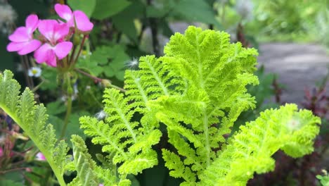 Close-up-of-vibrant-green-fern-leaves-in-a-lush-garden-setting-with-pink-flowers-in-the-background