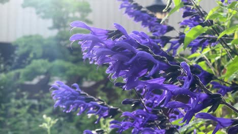 Vibrant-purple-flowers-bloom-in-the-sunlight,-showcasing-nature's-beauty