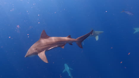 Bull-shark-swiming-around-other-shark-species-in-open-ocean---dives-deeper---wide-shot