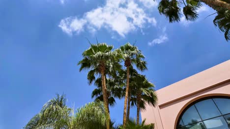 Cloudscape-time-lapse-over-palm-trees-in-a-tropical-climate