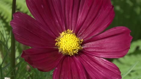 Closeup-of-Cosmos-garden-in-flower.-UK