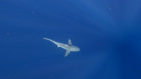 Sandbar-shark-swiming-alone-in-open-ocean---from-above
