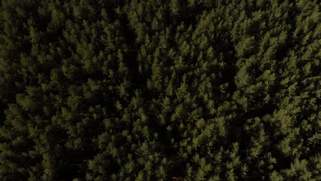 Areal-drone-shot-above-the-forest-slowly-rising-up-and-revealing-blue-sea-side-and-sky