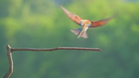 Bunter-Vogel-Fliegt-über-Den-Ast