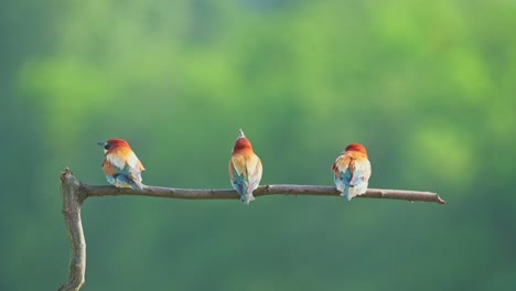 Drei-Bunte-Vögel-Mit-Grünem-Hintergrund