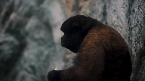 Furry-Black-Titi-Monkey-Feeding-In-Amazon-Jungle