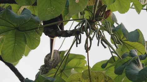 Bunter-Tukanvogel-Im-Tropischen-Wald-Von-Costa-Rica,-Nordamerika