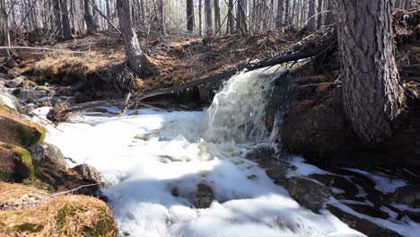 Clear-water-flows-down-a-small-waterfall-in-a-serene-forest-during-late-spring,-melting-snow-and-ice-under-the-bright-midday-sun