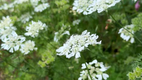 Weiße-Wildblumen-Blühen-An-Einem-Sonnigen-Tag-Auf-Einem-üppigen-Grünen-Feld,-Nahaufnahme