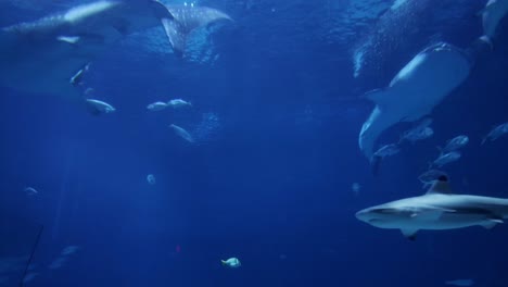 A-whale-shark-swims-in-an-aquarium