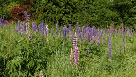 Colourful-Lupins-growing-in-meadow.-Spring.-UK