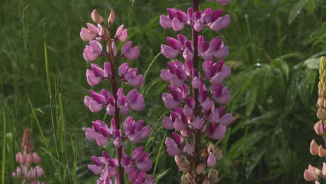 Closeup-of-pink-Lupin-flowers.-Spring.-UK